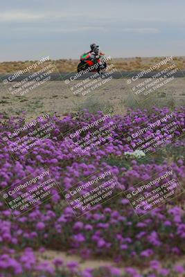 media/Jan-14-2023-SoCal Trackdays (Sat) [[497694156f]]/Turn 14 Exit Bloomig (145pm)/